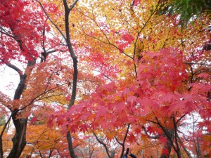 momiji