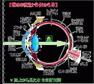 目の構造