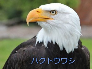 ハクトウワシ