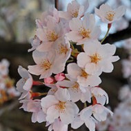 220px-2007_Sakura_of_Fukushima-e_007_rotated