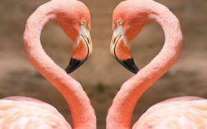 wallpaper-flamingo-photo-10
